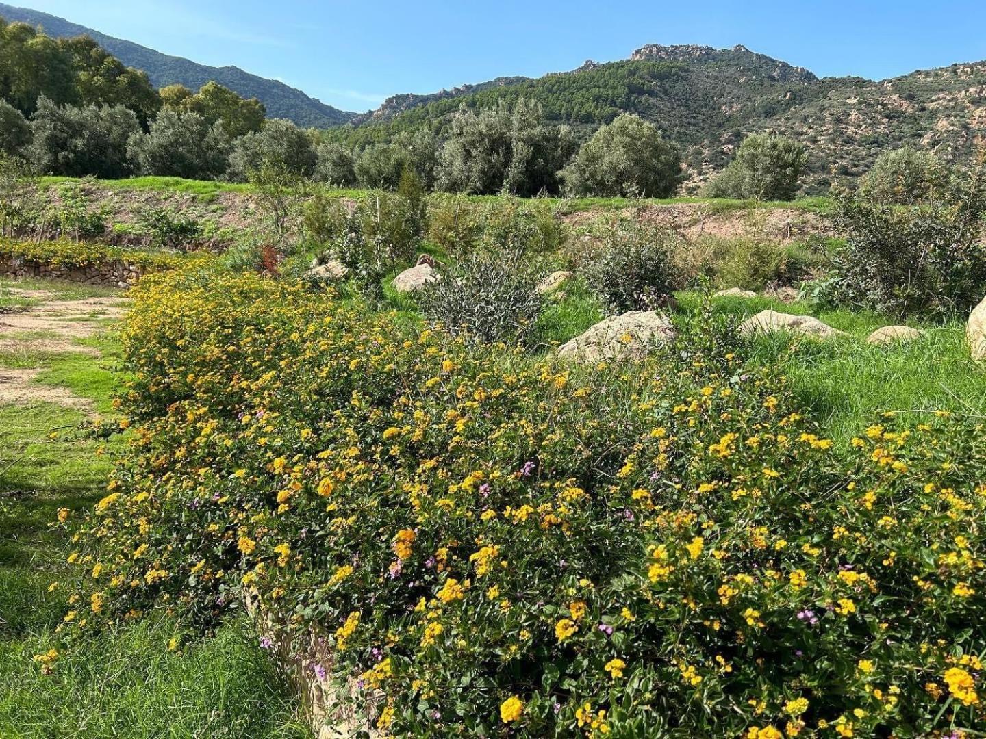 Agriturismo La Biada Is Morus Eksteriør billede